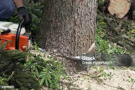 Best Tree Removal  in Santa Cruz, CA