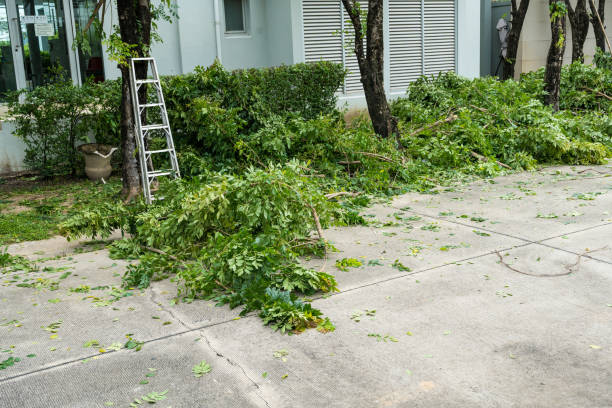 Best Tree Trimming and Pruning  in Santa Cruz, CA