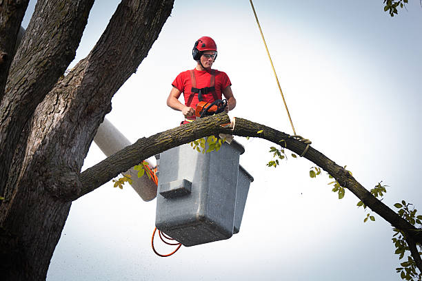 Best Storm Damage Tree Cleanup  in Santa Cruz, CA